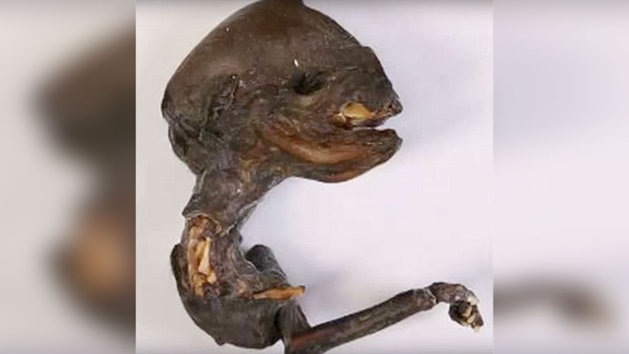 Scientists Baffled by 'Alien Corpse' Found in Russia