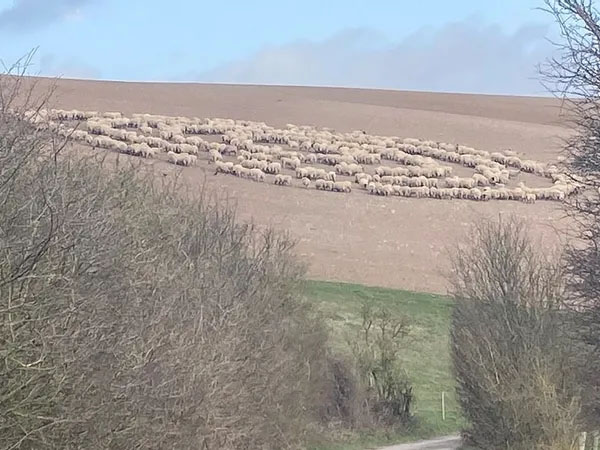 Hundreds of Sheep Assemble in Mysterious 'Flock Circle'