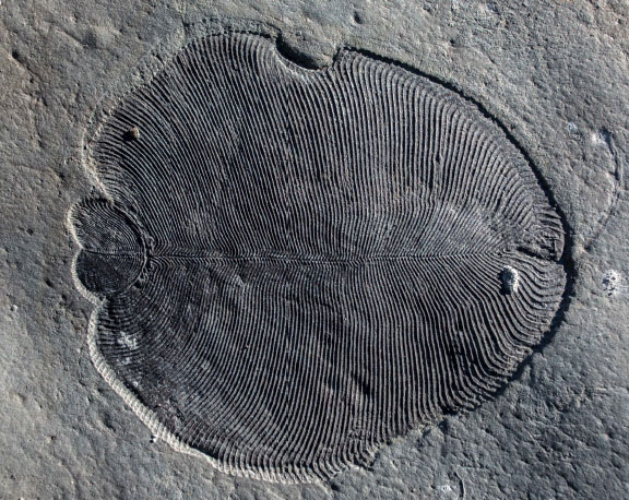 Scientists Conclude Mysterious Fossils Were Animals, Not Fungi