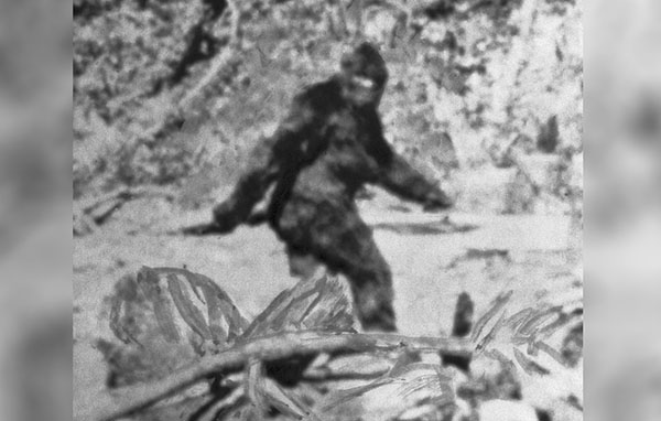 Supporters Beg for Bigfoot to Be Left Alone after Hunting Plan