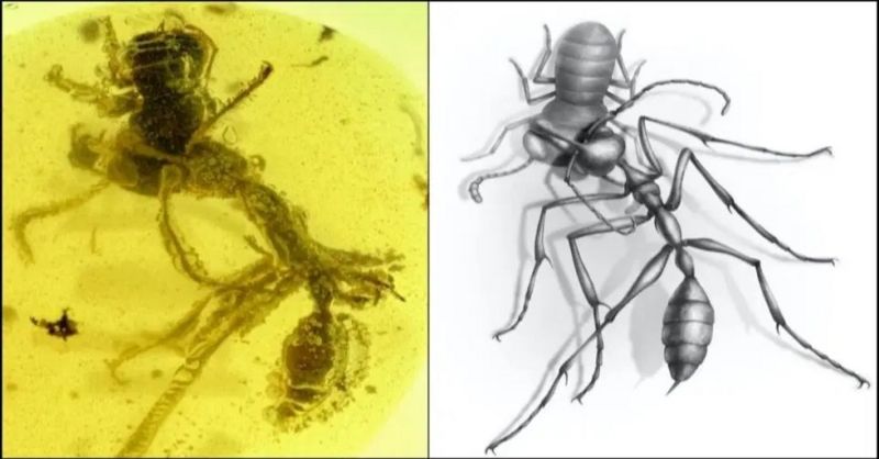 'Hell Ant' Found in 99 Million-year-old Amber