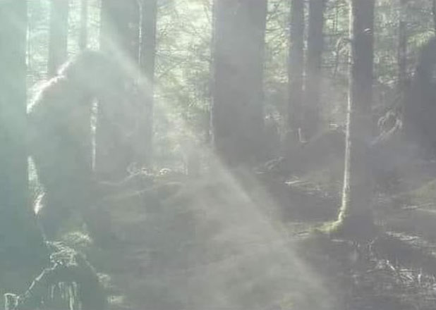 Real or Hoax? Trail Cam Spots 'Bigfoot' in Washington Forest
