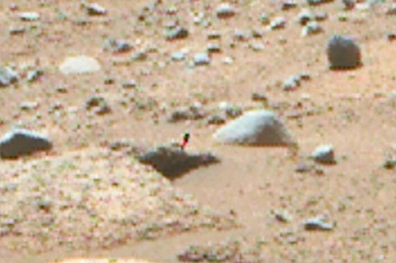 UFO Hunter Finds Pink and Green 'Plant' on Mars