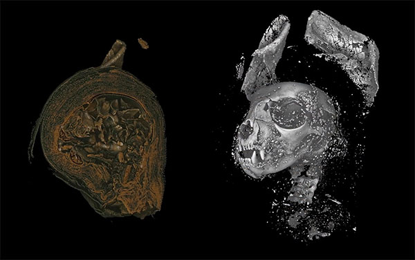 3D Imaging Reveals Ancient Lives of Egyptian Animal Mummies
