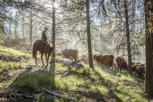 Mysterious Oregon Cattle Mutilations Alarm Ranchers