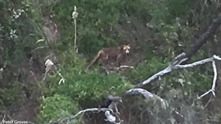 Supposedly Extinct Tasmanian Tiger Photographed in the Wild?