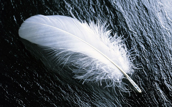 Do Departed Love Ones Use White Feathers to Communicate?