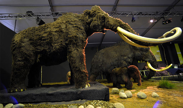 Woolly Mammoth Cloning Plans Approved in Siberia