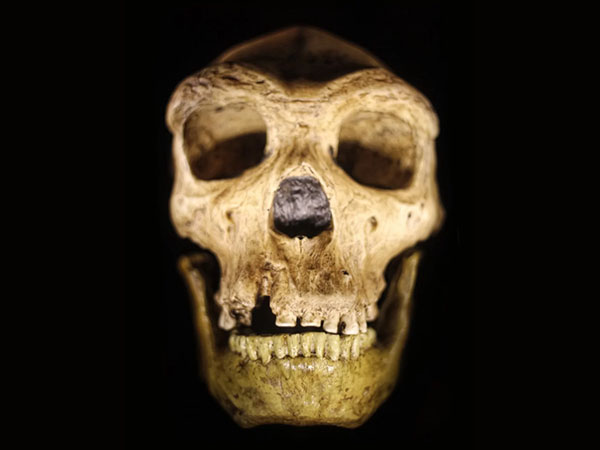 Humans and Neanderthals Evolved from 'Mystery Common Ancestor'