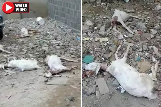 Goat Carcasses Found 'Drained of Blood' in Pakistan