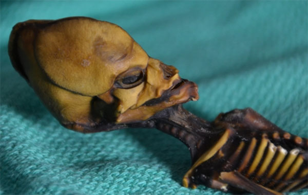 Dr Steven Greer Refutes Atacama Skeleton Study Claims