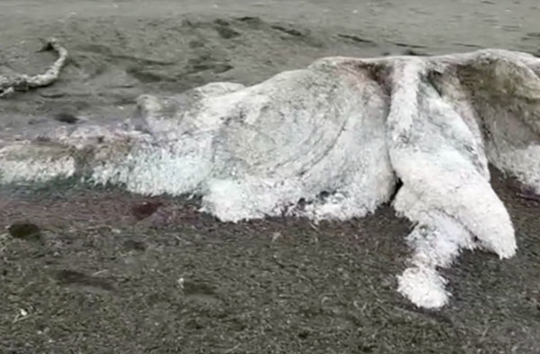 'Hairy Sea Monster' Washes up on Siberian Beach