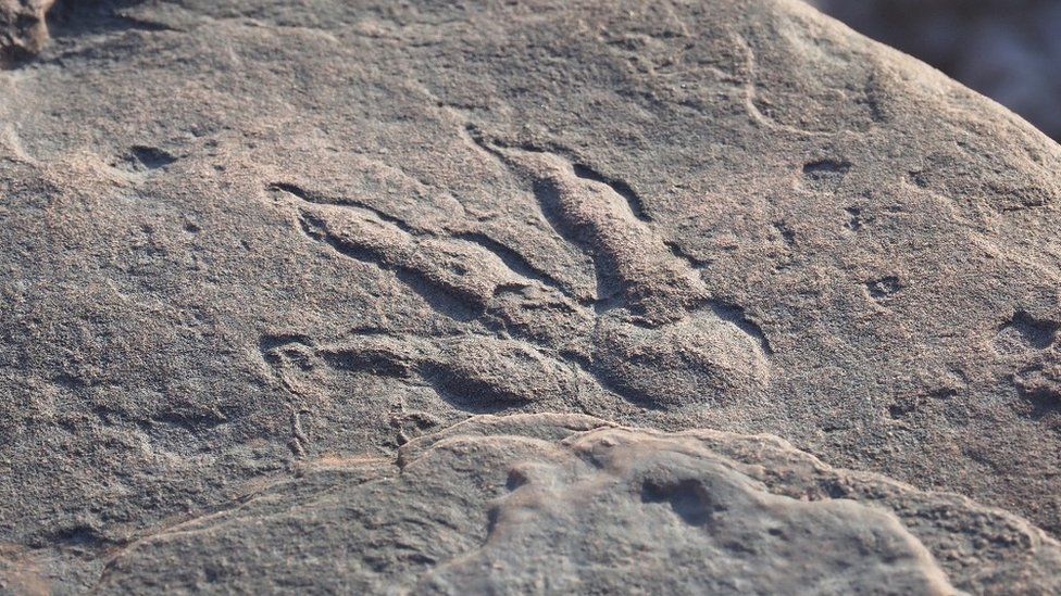 Dinosaur Footprint Found by Girl on Welsh Beach