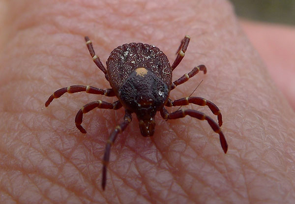 Pentagon Ordered to Tell Congress If It Weaponized Ticks