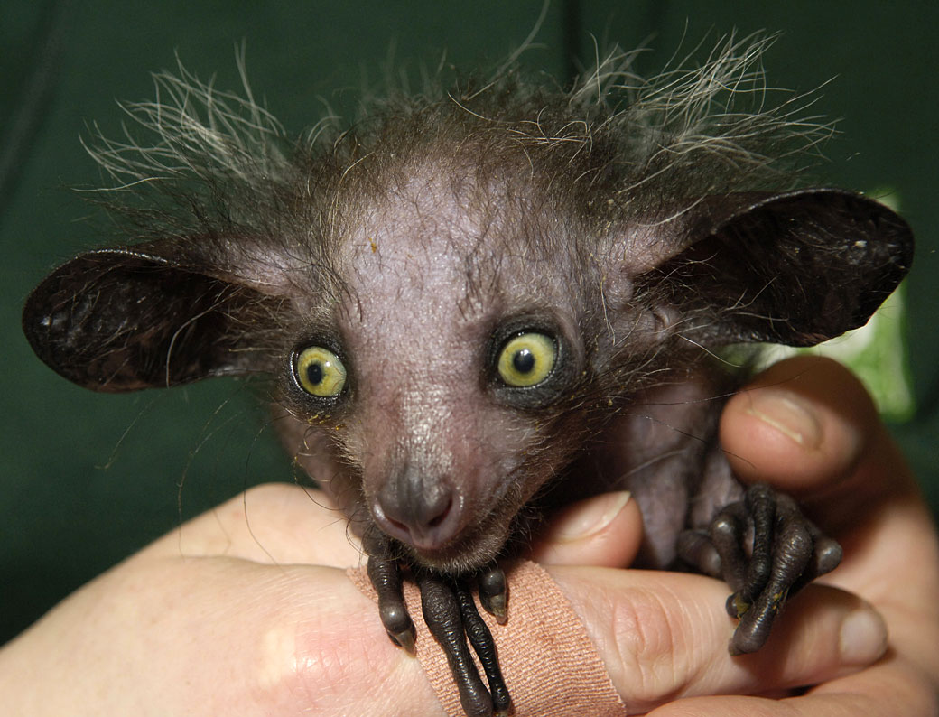 Aye-Aye