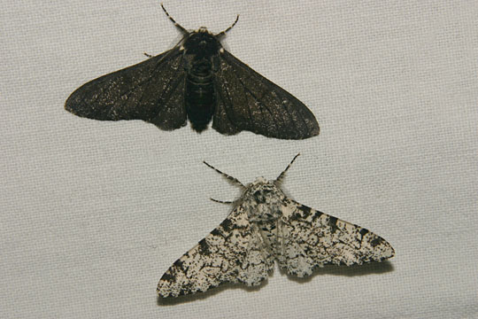 Peppered Moth