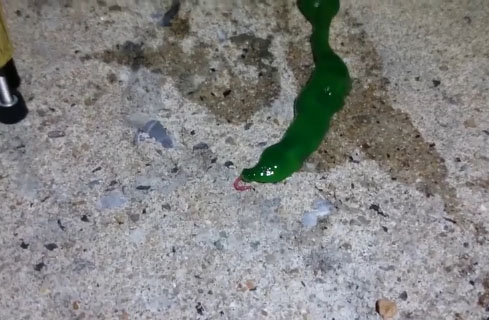 Weird Green Ribbon Worm Caught on Video in Taiwan