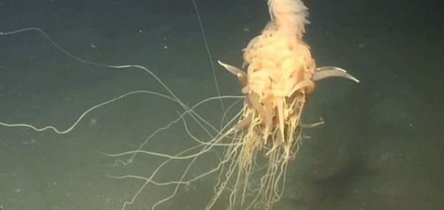 'Spaghetti Monster' Filmed off Angolan Coast