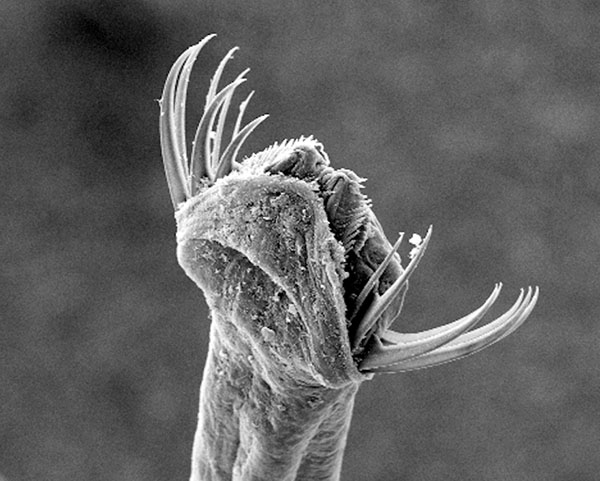 Weird Worms Challenge Evolution Complexity Argument