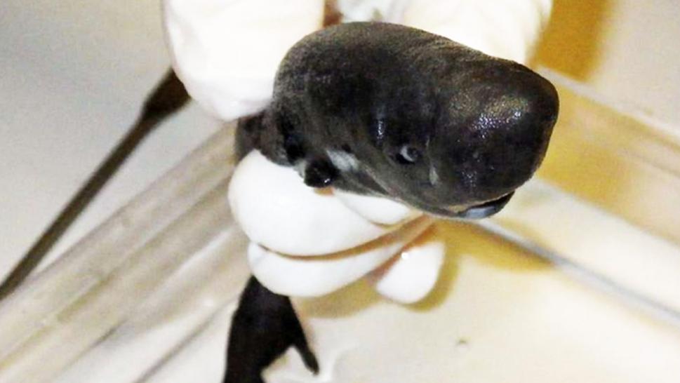 Glow-in-the-Dark Pocket Sharks Discovered in Gulf of Mexico