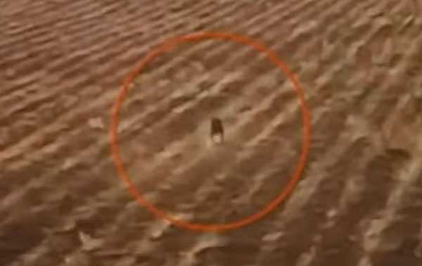 Drone Films Chupacabra in Bolivia?