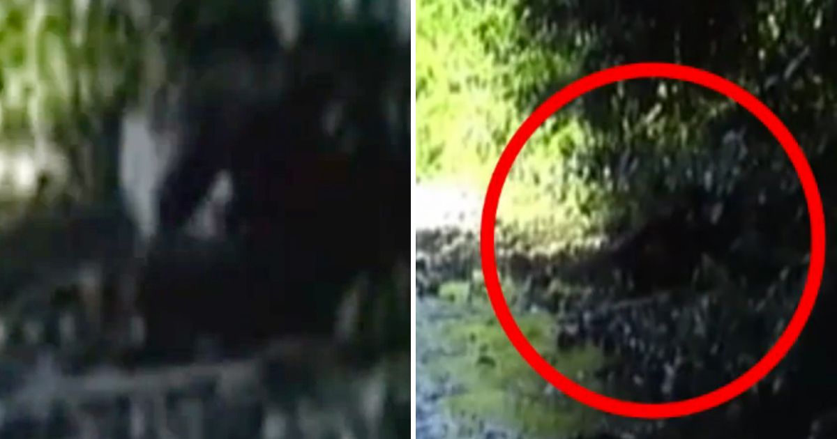 Bigfoot Caught on Camera in California?