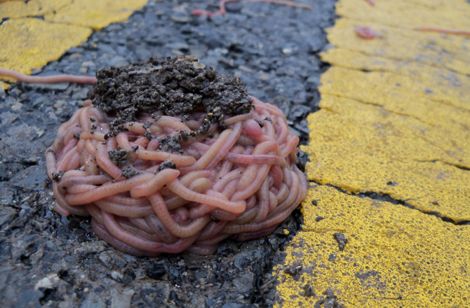 Mysterious Clumps of Worms Line Texas Highways