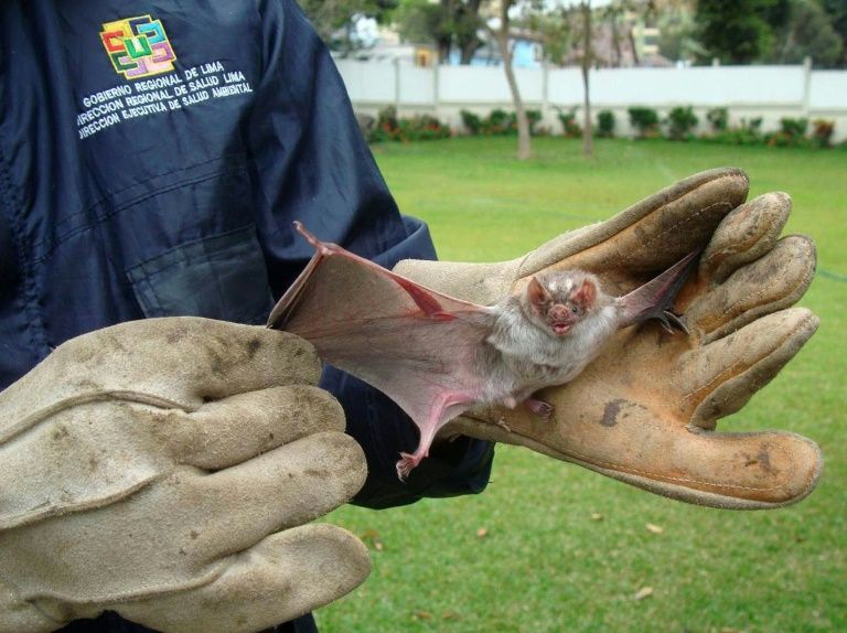 Twelve Children Dead after Being Bitten by Rabid Vampire Bats