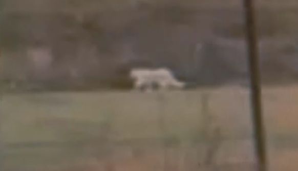 Sightings of a Mysterious, Ghostly Cat-Like Figure Baffle East Texans