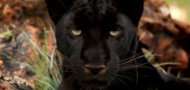 'Black Panther' Sighted in British Woodland