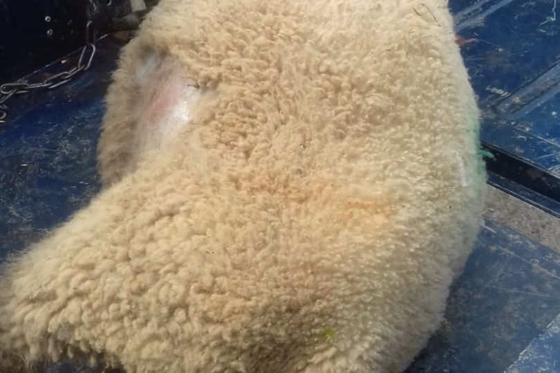 Two Lambs Found Beheaded in Cornwall, Pagans Deny Accusation