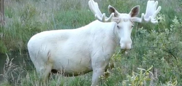 Rare White 'Spirit Moose' Filmed in Sweden