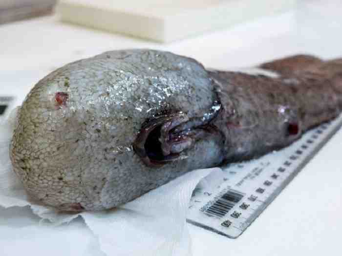 'Faceless Fish' Among Weird Deep Sea Australian Finds