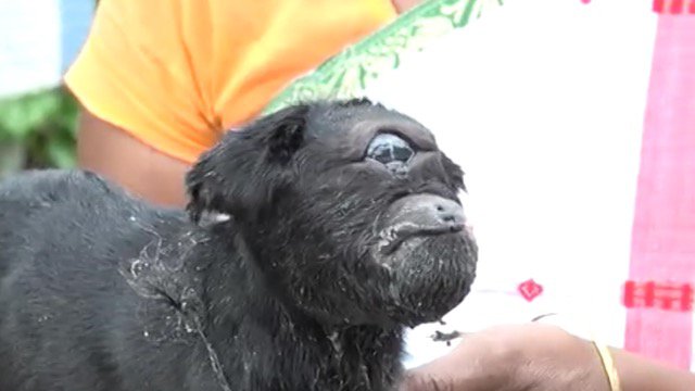 'Cyclops Goat' Born with One Eye is Worshipped by Villagers