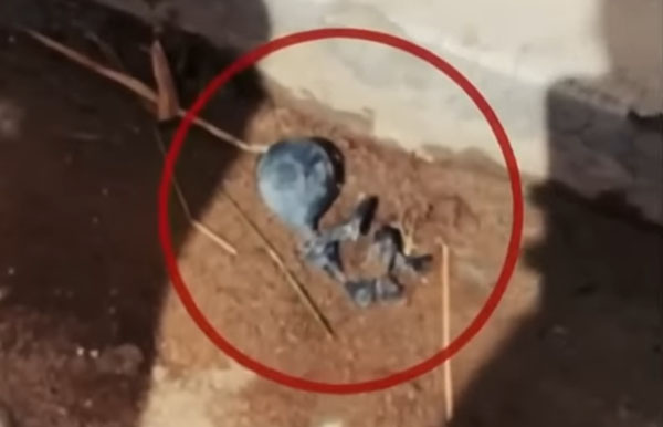 Alien Body Allegedly Found in Bolivia