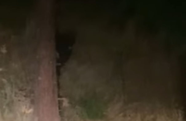 Video Captures 'Creature' Lurking Behind Tree