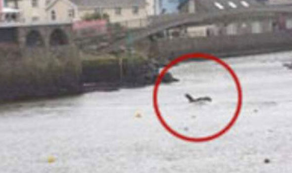 'Barmouth Monster' Measuring 30ft Spotted in British Estuary