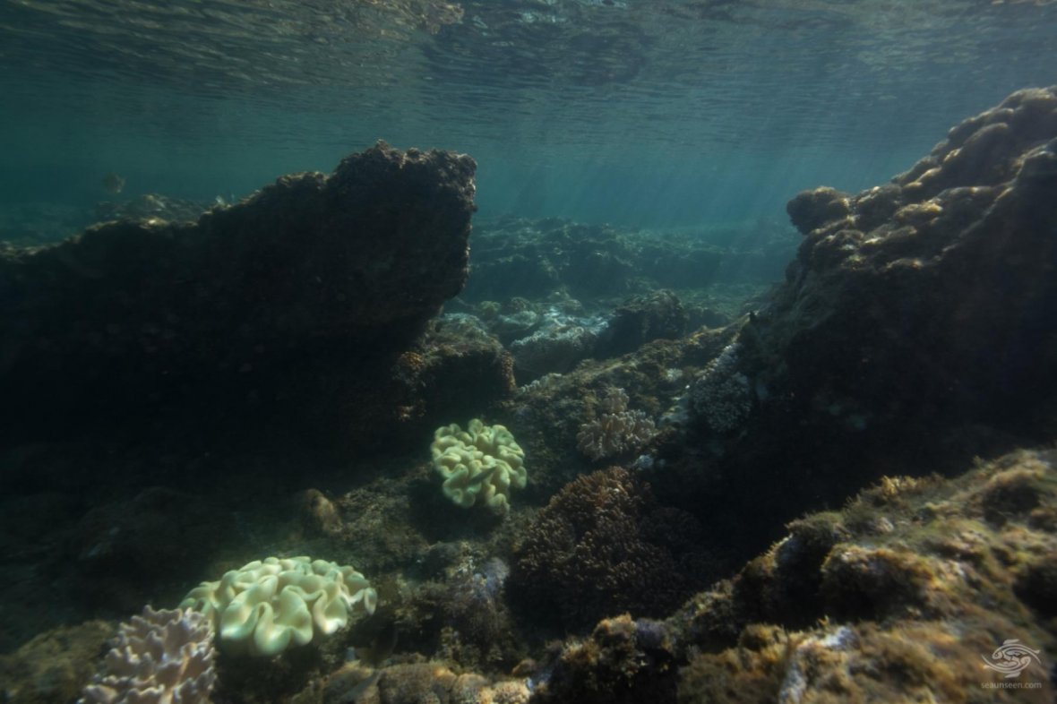 Diver Discovers 'African Atlantis' Off Tanzania's Mafia Island