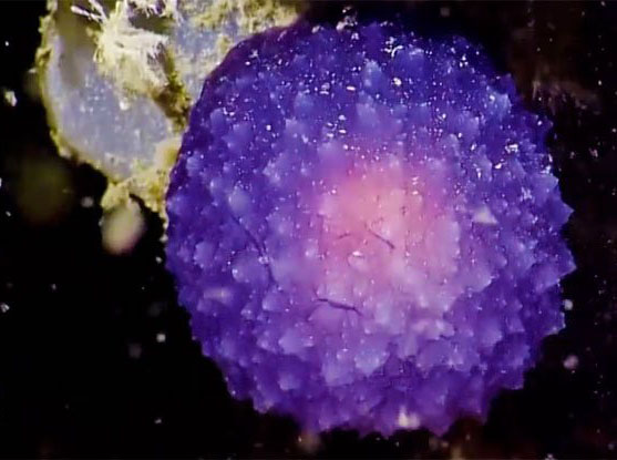 Scientists Find a 'Weird, Glowing Purple Blob' on the Ocean Floor