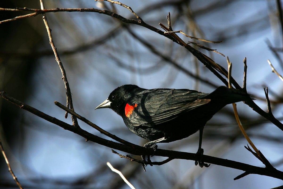 200 Blackbirds Found Dead after Falling from the Sky