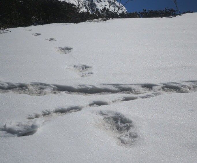 Indian Army Claims to Have Found Yeti Footprints