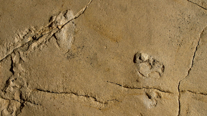5.7 Million Year Old 'Unmistakably Human' Footprints Discovered