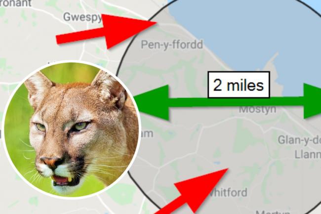 Multiple Sightings of 'Big Cat' Reported in Wales