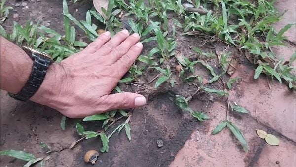 Mysterious Giant Footprint Stirs Curiosity at Ancient Thai House