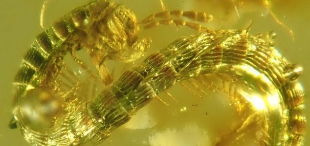 99-million-year-old Millipede Found Trapped in Amber