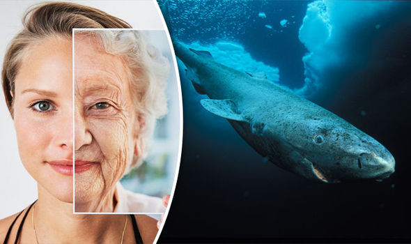 400-year-old Shark Could Hold the Key to Fountain of Youth
