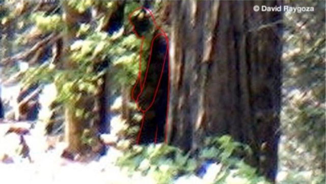Bigfoot Sighting Reported in California