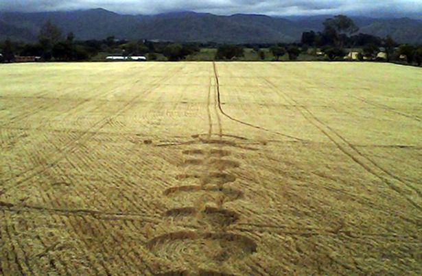 Argentinian Police Left Baffled by Mysterious Crop Circles