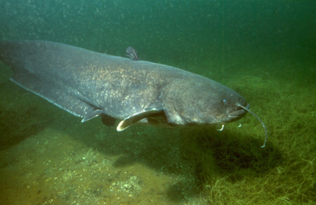 Nessie Hunter Believes Loch Ness Monster is ‘Giant Catfish’