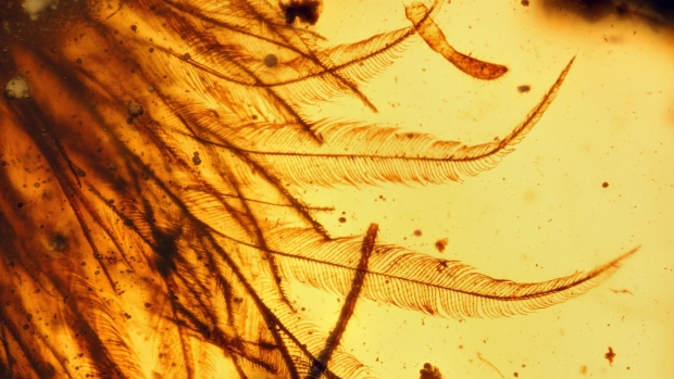 Feathery Dinosaur Tail Found in Chunk of Ancient Amber